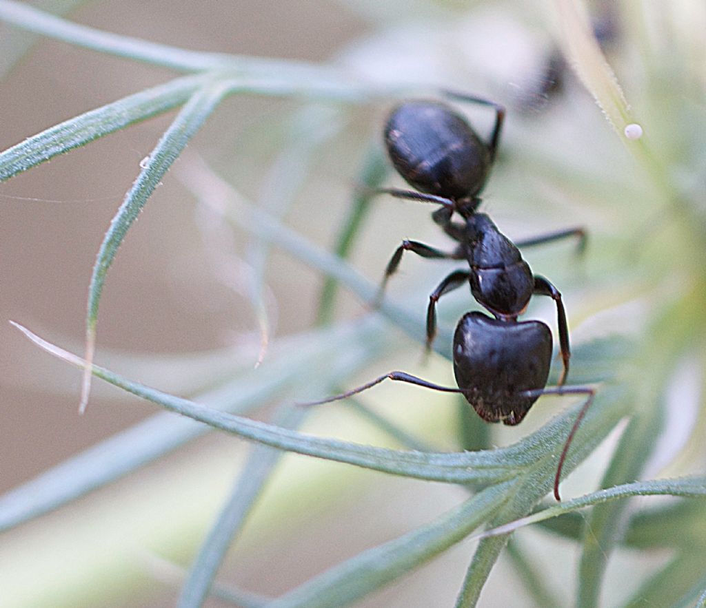 Camponotus aethiopsis se non sbaglio